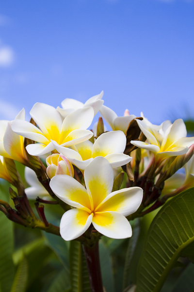 Beautiful white frangipani flowers Print