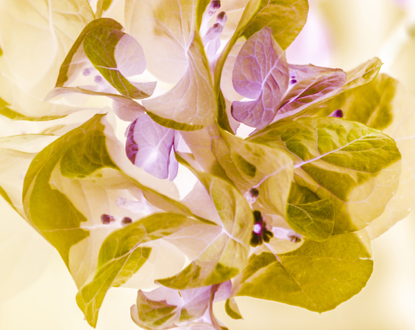 Pastel inverse Print