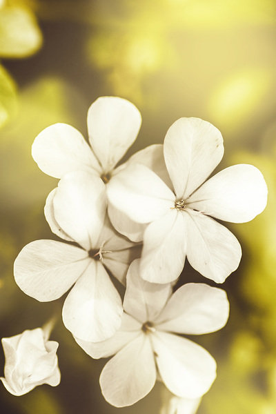 Pale wildflowers Print