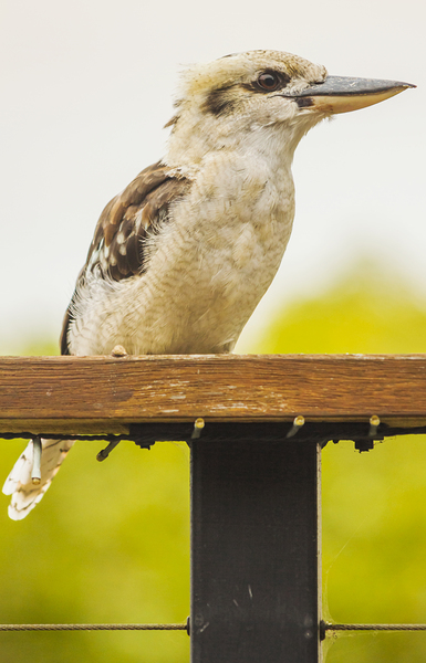 Australian Kookaburra Print