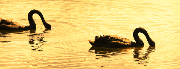 Duck Duck Swan Print