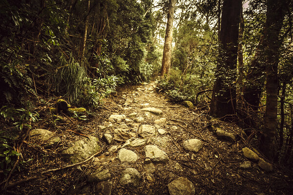 Tasmanian forest path Print