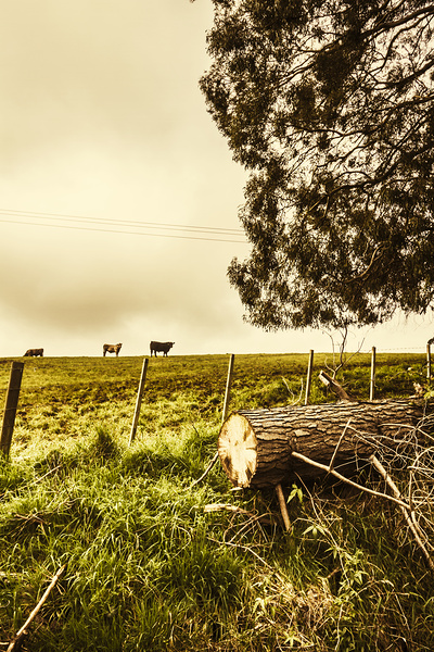 Rustic rural countryside landscape Print
