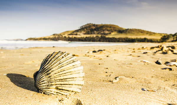 Seven Mile Beach Print