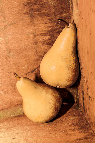 Yellow colored pears on wooden background Print