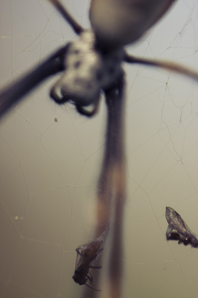 Caught in a web of entrapment Print