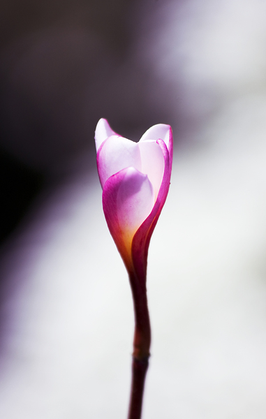 Beauty In Growth Print