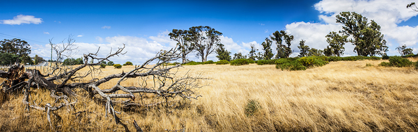 Australia summer landscape of rural Tasmania Print