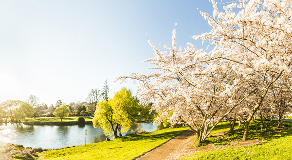 Deloraine cherry tree panorama Print