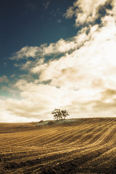 Cherry farm in the sowing Print