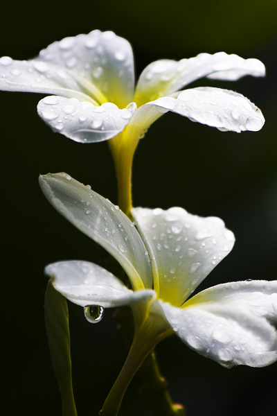 Water Droplet On Frangipani Flower Print