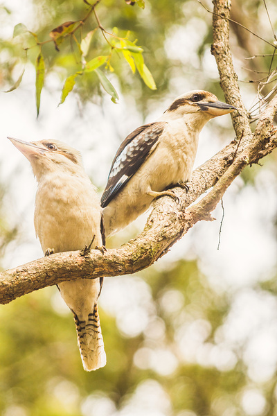 Branched Outback Print