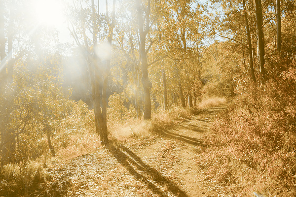 Autumns Adventure Print