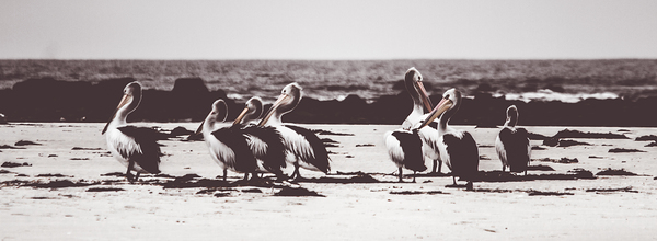 Pelican panorama Print