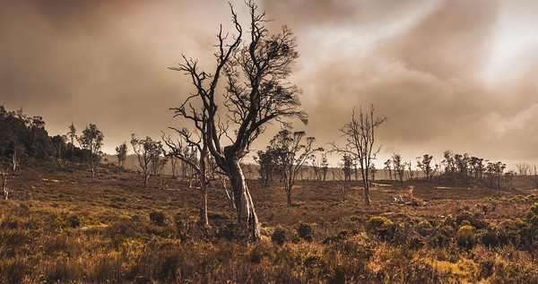 Dark horror landscape of a creepy haunted forest Print