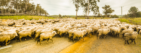 Outback road crossing Print