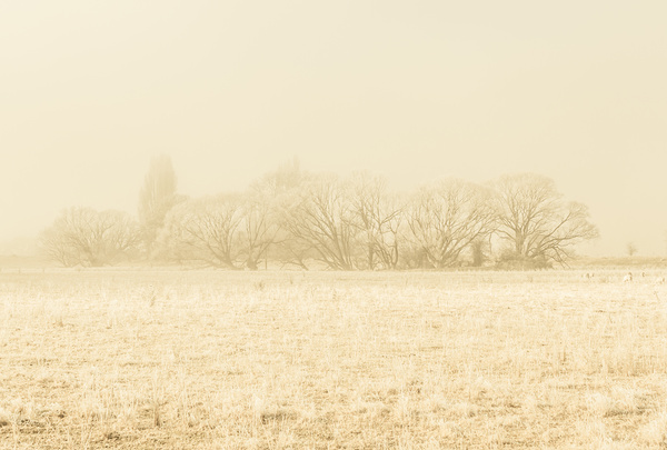 Icy cold foggy woodland Print