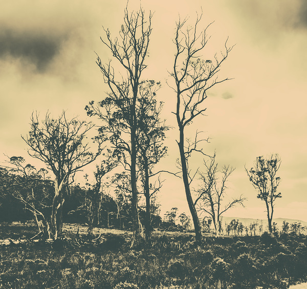 Wild Australian scrublands Print