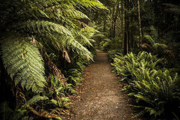 Lush green Tasmanian forest trail in Strahan Print