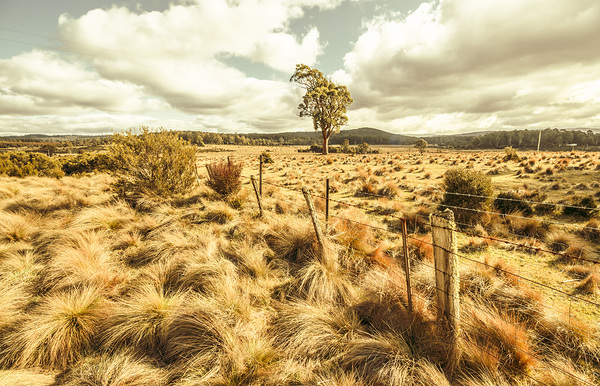 Rugged Australian pastures Print