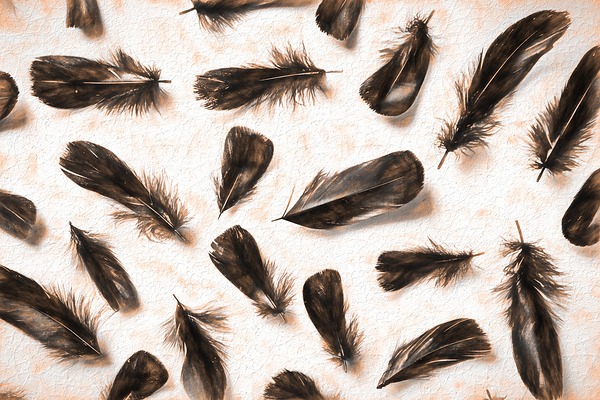 A feathery foray Print