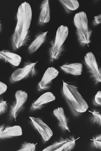 Fluff and feather Print