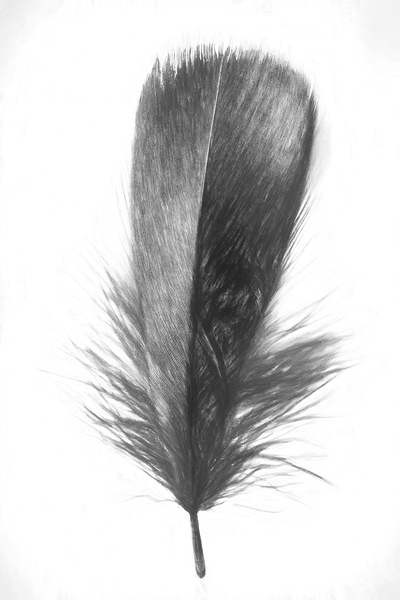 Pencil plume Print