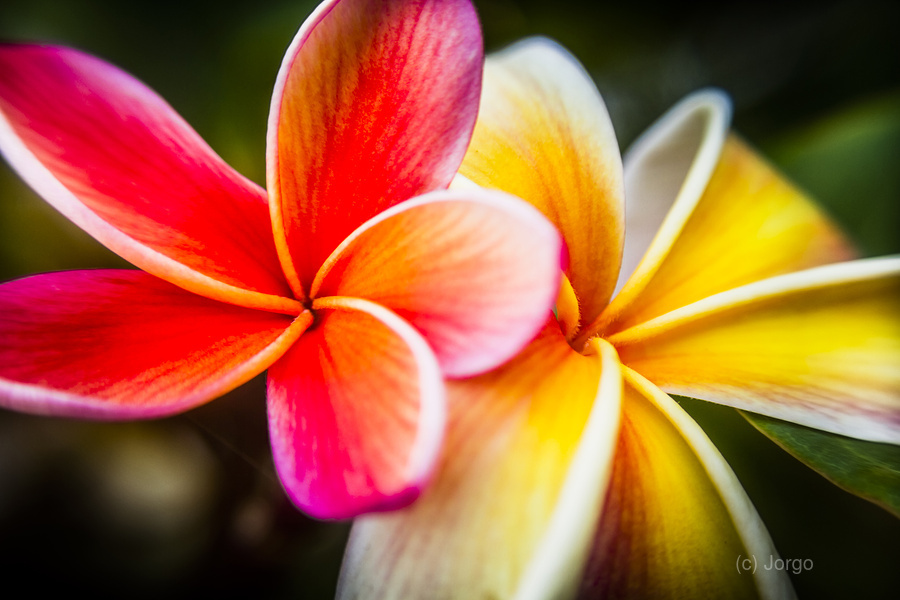 Colorful tropics  Print