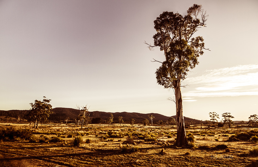 Freycinet bushland background  Imprimer