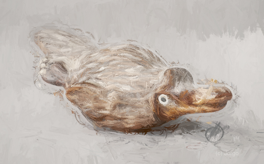 Playful Platypus  Print