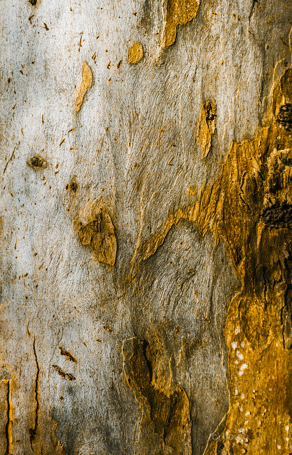 From the woodland  Print