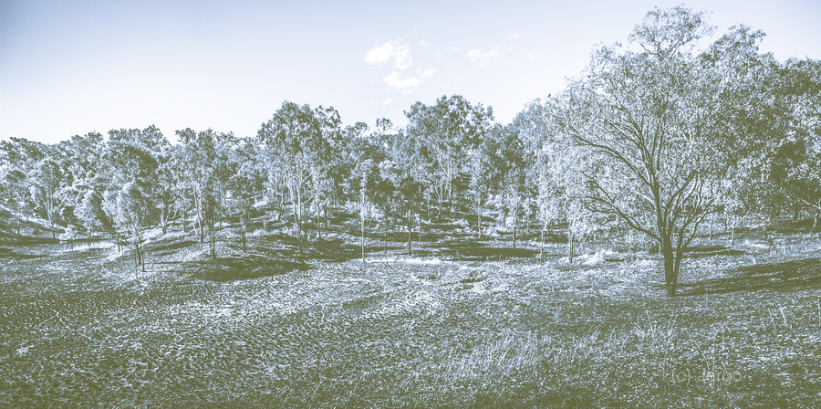 Wide Winter Wonder  Print