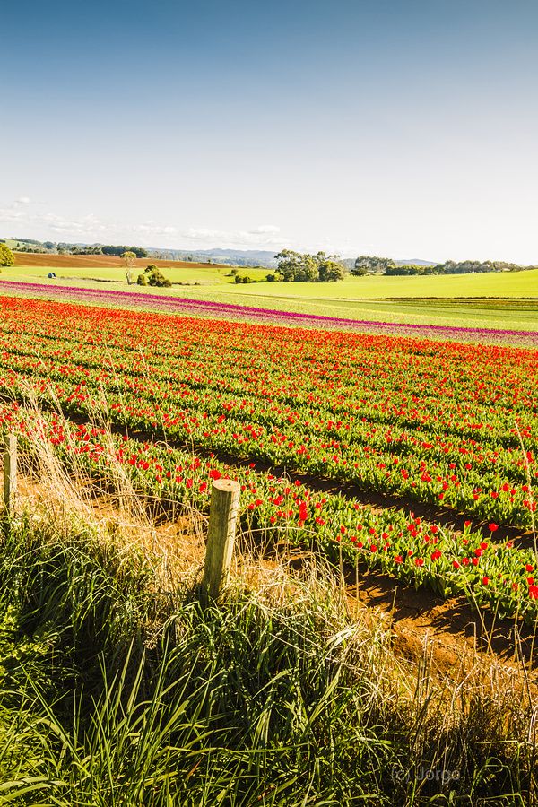 Wynyard Tulips  Print