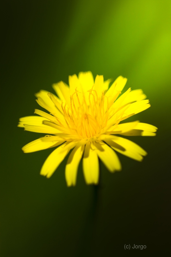 Dandelion Flower  Print