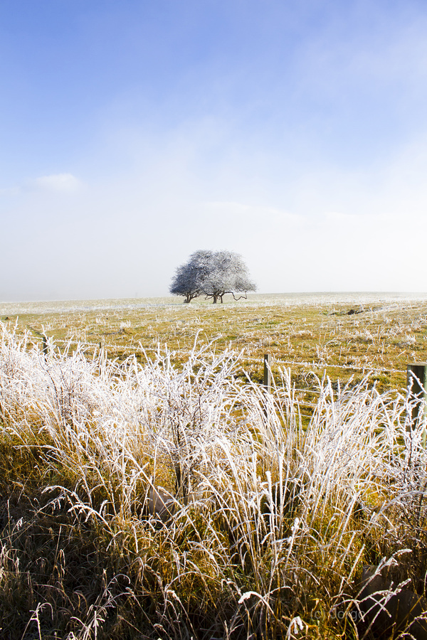 Fairytale winter in Fingal  Print