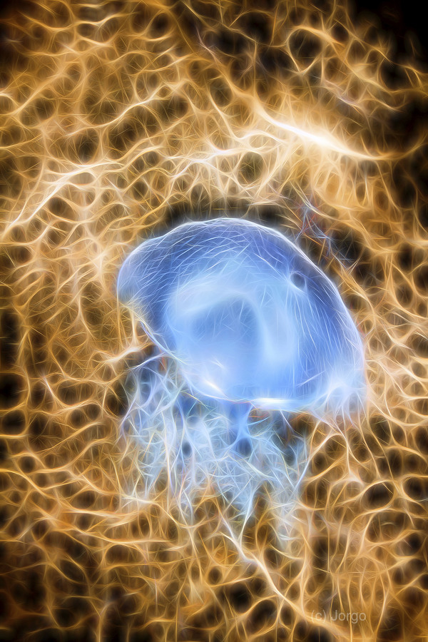 Sea of interconnectivity  Print