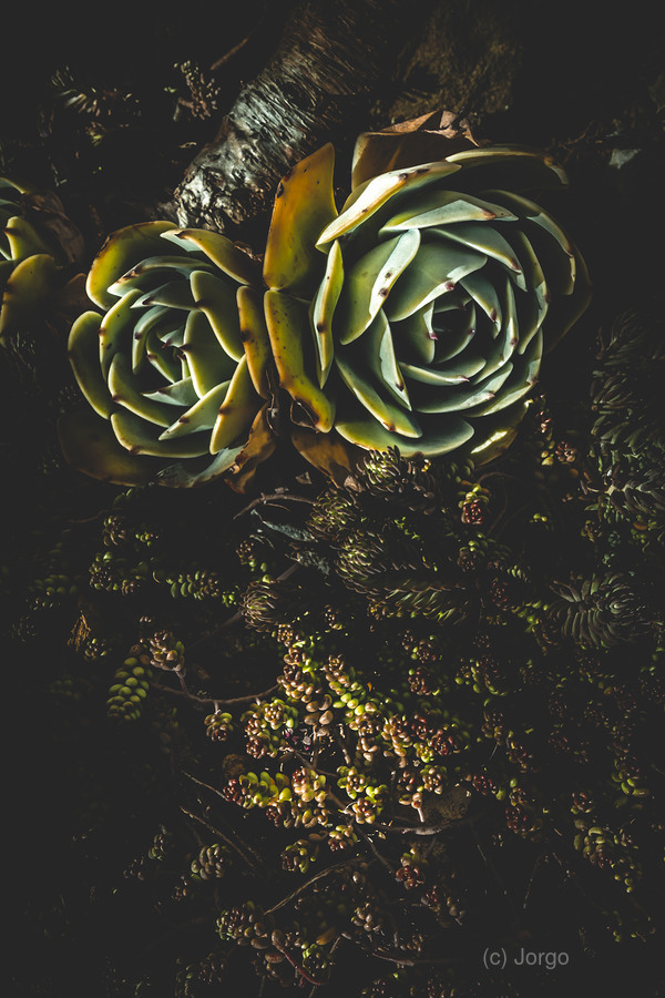 Desert flowers  Imprimer