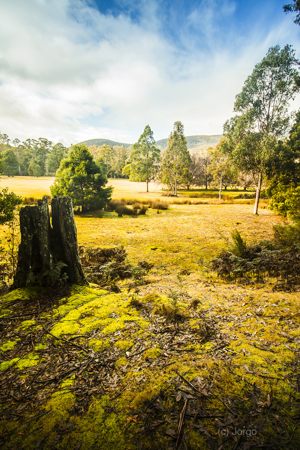 Bright and colourful forest  Imprimer