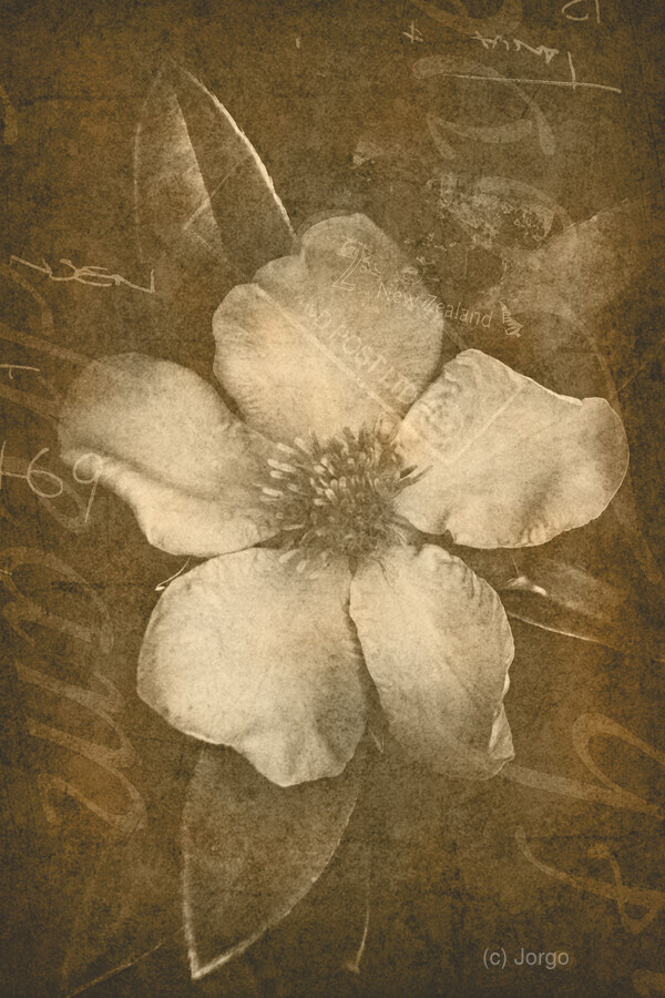 Vintage postcard flower  Print