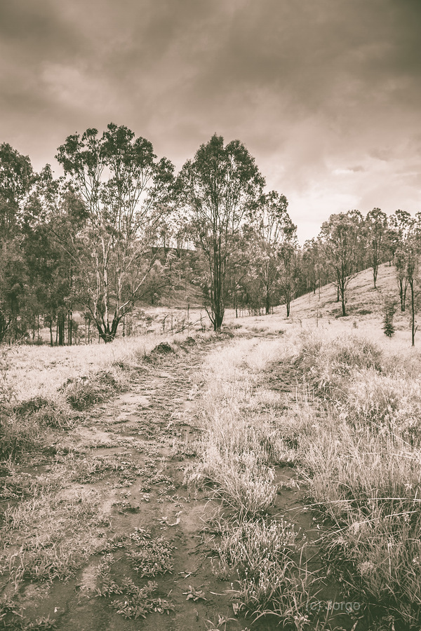 Through fields aplenty  Print