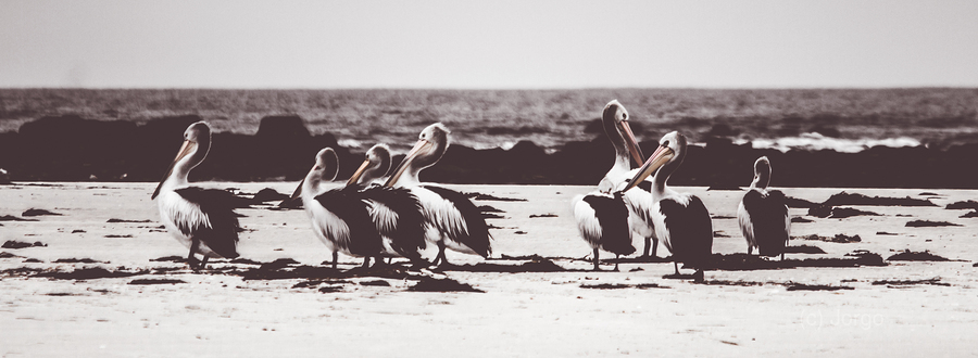 Pelican panorama  Imprimer