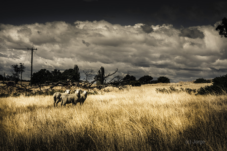 Tasmania landscape of an outback cattle station  Print