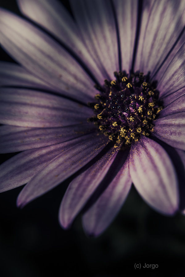 Twilight daisy  Print