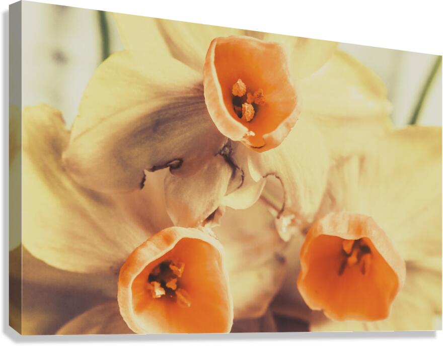 Toned vintage spring daffodils Canvas Print
