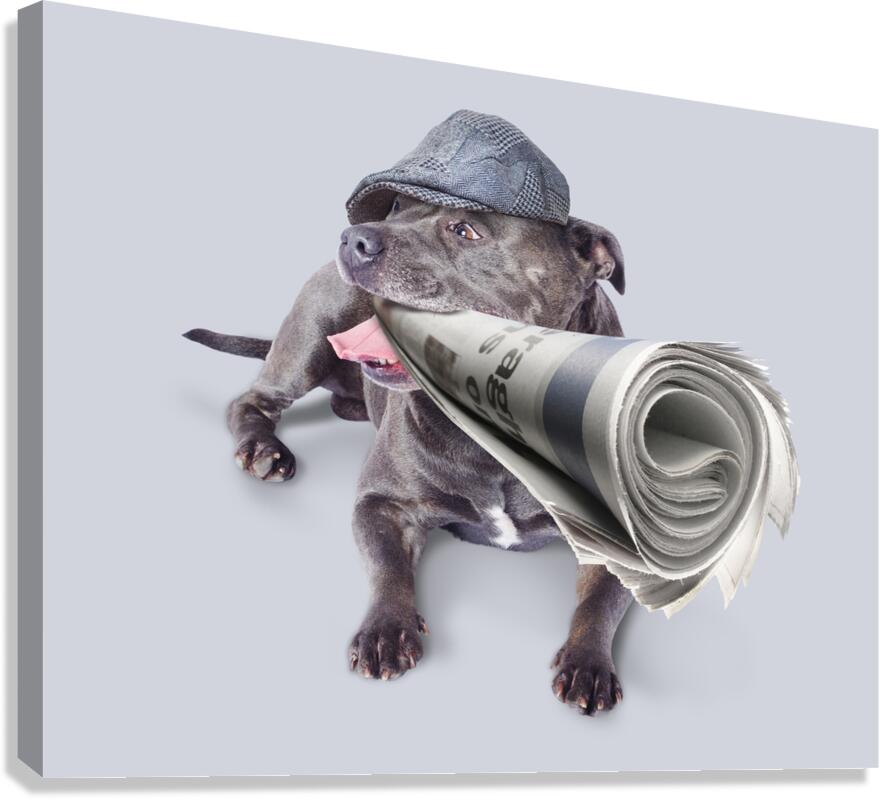 Isolated newspaper dog carrying latest news Canvas Print