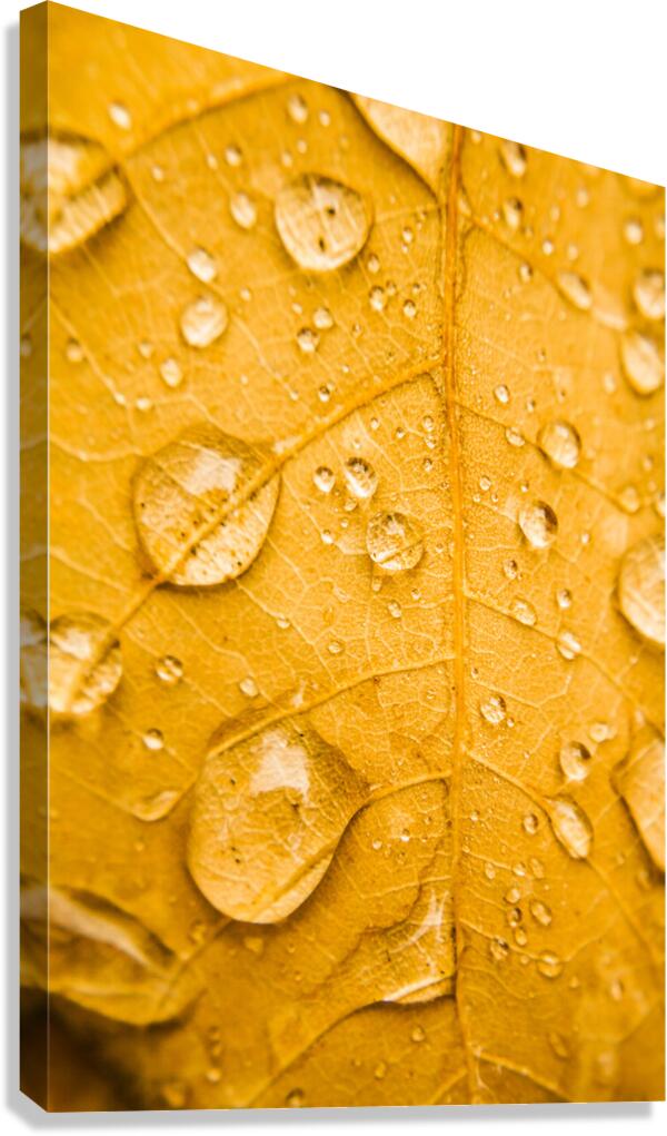 Leafy tropics Canvas Print