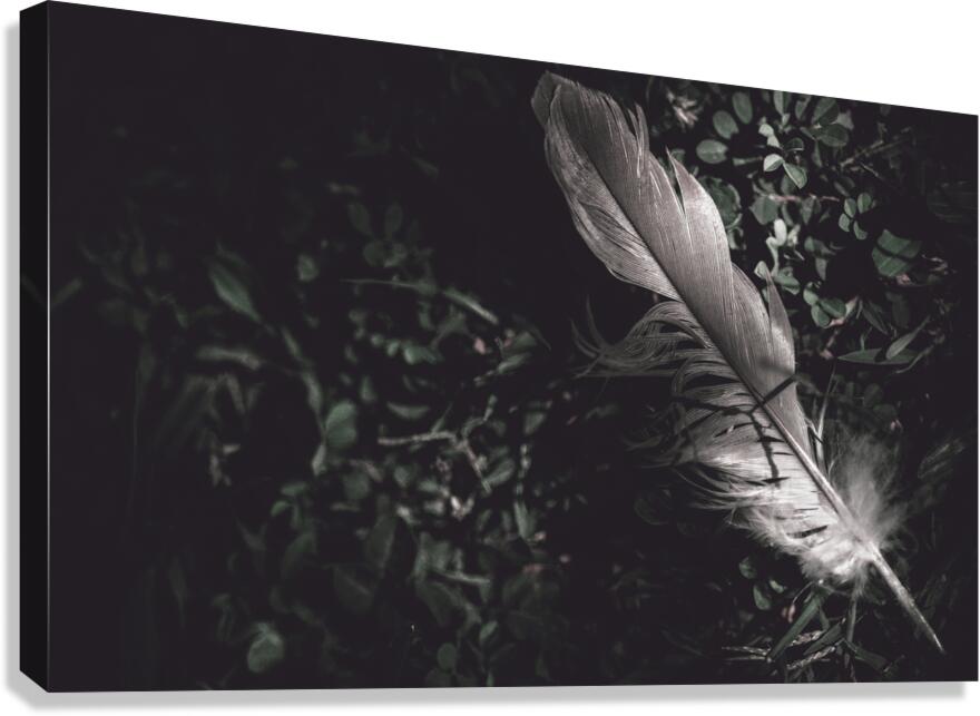 Feather quill lying in green grass. Writers guild  Canvas Print