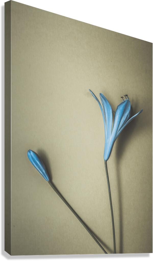 Blue Simplicity Canvas Print