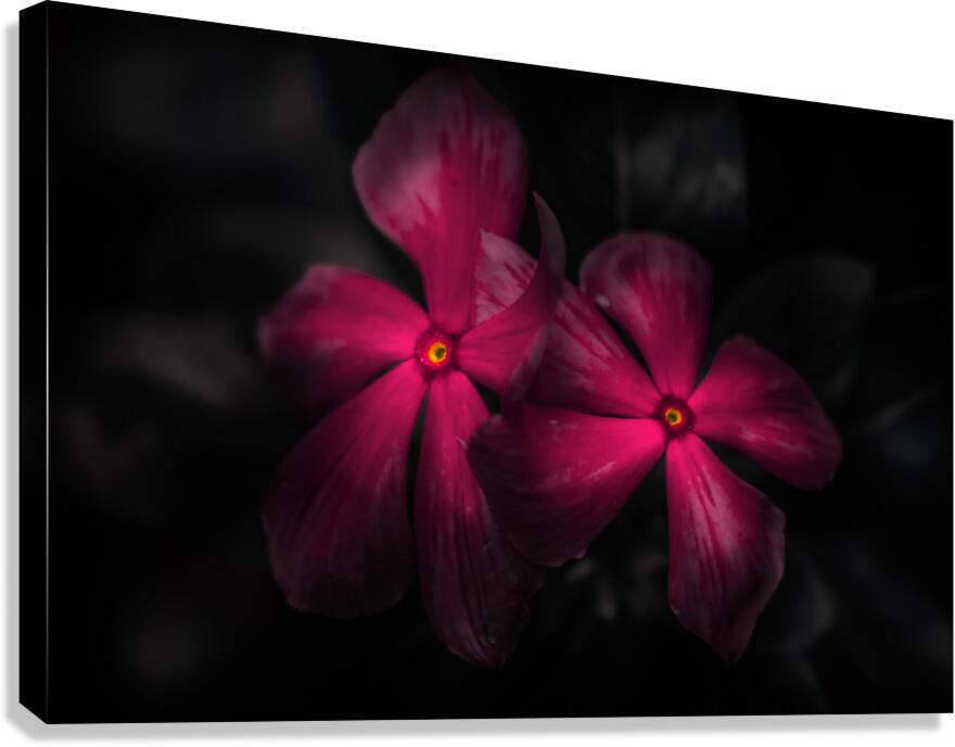 Pink periwinkle pair Canvas Print