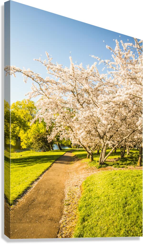 Cherry blossom lane Canvas Print
